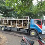 Kondisi truk besar pengangkut hewan ternak yang melintas di jalur permukiman di Kelurahan Gilimanuk, Jembrana, Rabu (25/6/2025). (Foto:Ist/Perspectives).