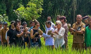 Delapan ekor burung hantu yang dilepas secara simbolis di Pura Dalem Wantilan, Desa Bongkasa yang merupakan inisiatif Bambu Indah untuk mengendalikan populasi tikus di sawah setempat. (Foto: dok Bambu Indah)