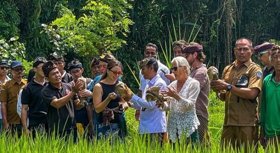Delapan ekor burung hantu yang dilepas secara simbolis di Pura Dalem Wantilan, Desa Bongkasa yang merupakan inisiatif Bambu Indah untuk mengendalikan populasi tikus di sawah setempat. (Foto: dok Bambu Indah)