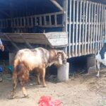 Tempat penampungan (kandang) ternak milik Haji Mobin di Desa Banyubiru, Kecamatan Negara, Jembrana, pada Sabtu (23/5/2026). (Foto: ist)