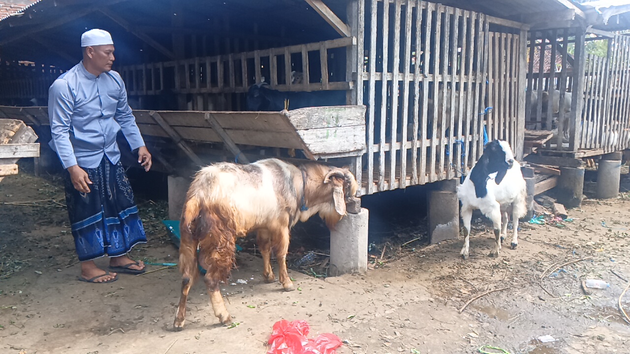 Harga Stabil, Permintaan Hewan Kurban di Jembrana, Bali Turun 25%