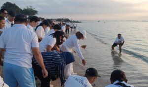 Pelepasliaran anak penyu di pantai belakang The Meru Sanur, Sabtu (23/5/2026) (Foto: djo)